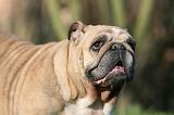 BULLDOG ANGLAIS 131